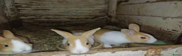 Dutch rabbits for sale: Dutch in brown grey and yellow in Newark - Advert 4