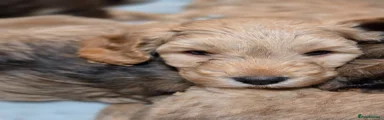 Cockapoo Puppy 1