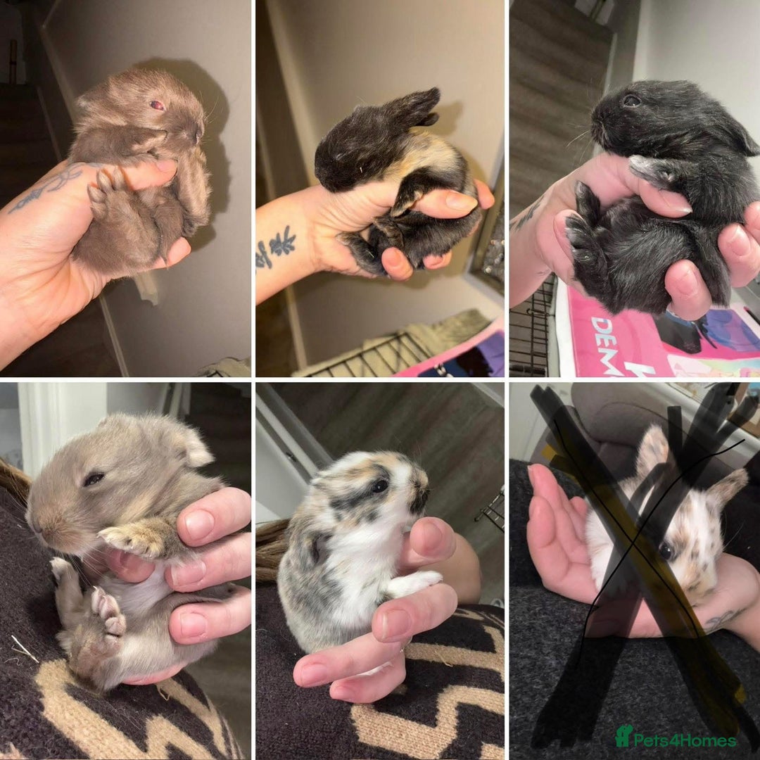 Mini Lop rabbits for sale: Mini Lops  - Advert 1