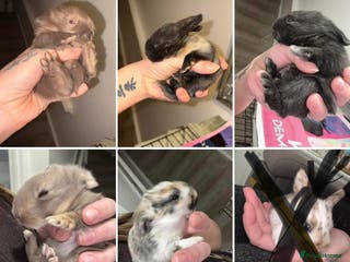 Mini Lop rabbits Mini Lops - Advert 6