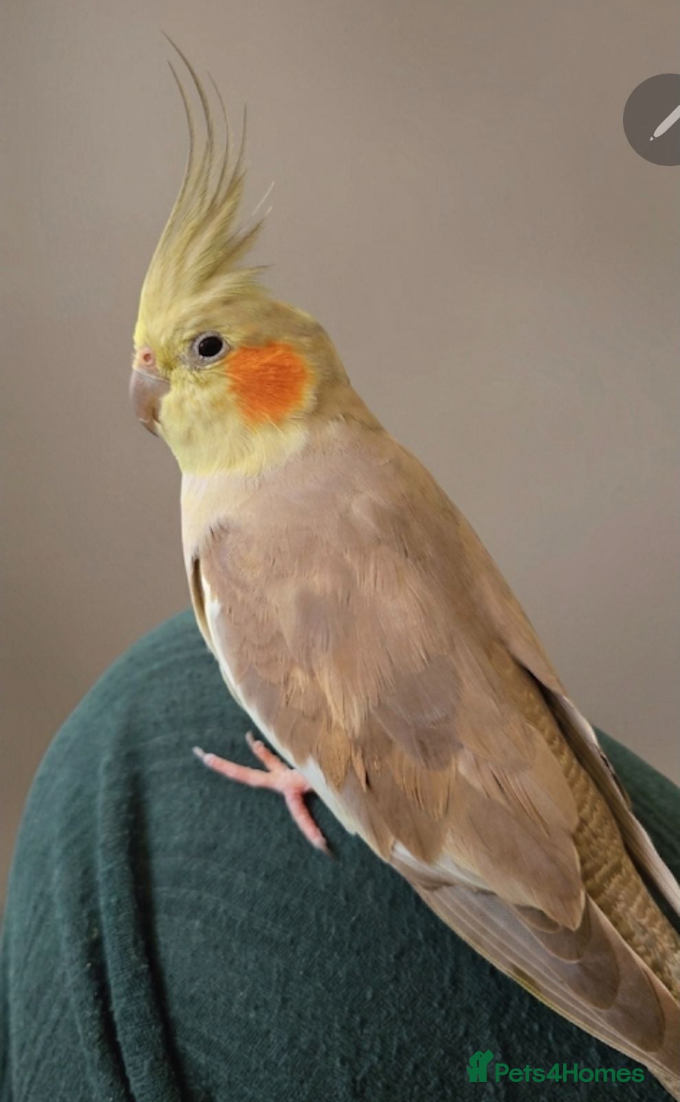 Cockatiels birds Hand tamed cockatie+cage - Advert 5