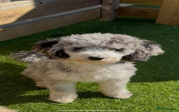 Cockapoo dogs for sale:  Tiny merle cockapoos   - Image 12