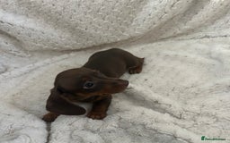 Miniature Dachshund dogs for sale:  ⭐️🐶Tiny tiny miniature dachshunds🐶⭐️ - Image 4