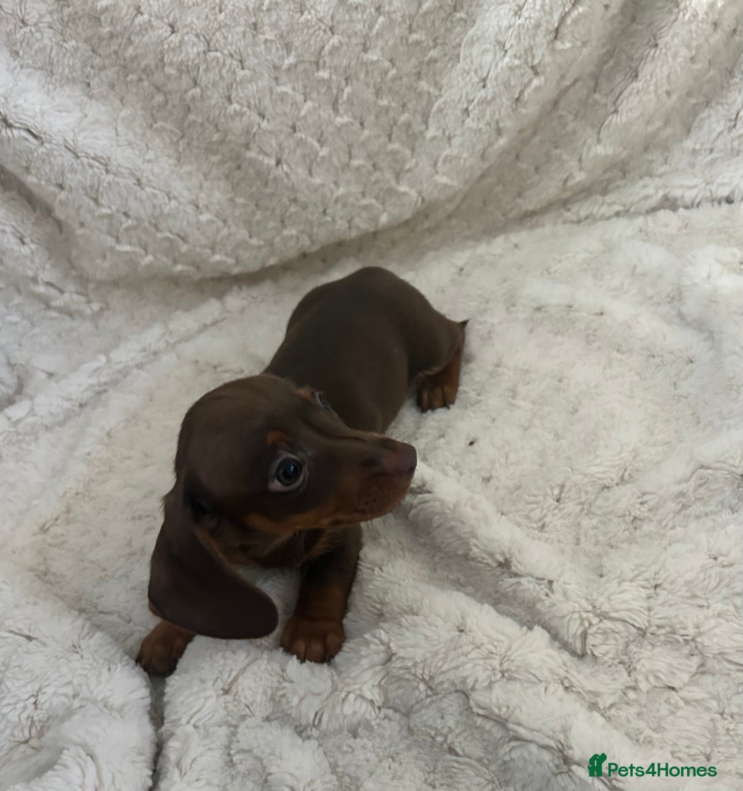 Miniature Dachshund dogs for sale:  ⭐️🐶Tiny tiny miniature dachshunds🐶⭐️ - Image 4