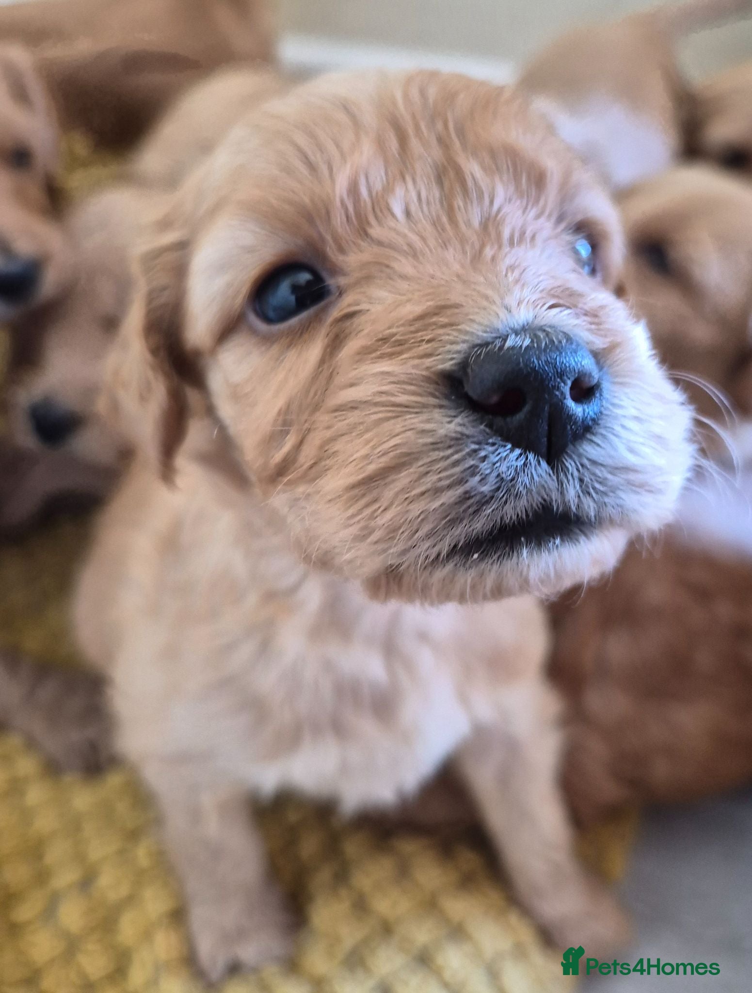 Mini Goldendoodle dogs F1B red fox mini golden doodle puppies - Advert 2