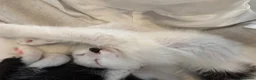 Mixed Breed cats for sale: Beautiful fluffy kittens  in Pudsey - Advert 7