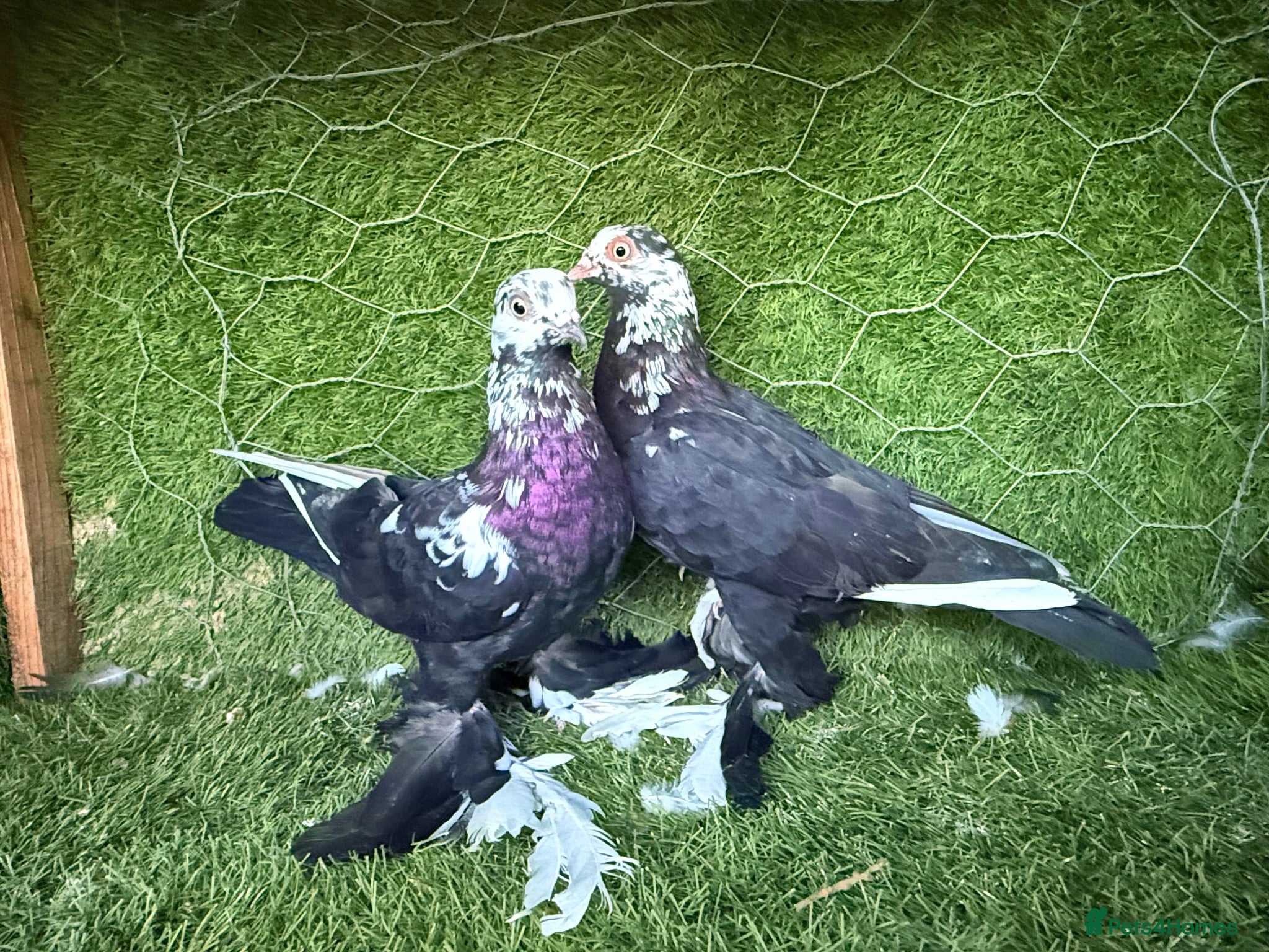 Pigeons birds Premium Breeding Pigeons Top Quality Pairs Availab - Advert 2