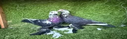 Pigeons birds for sale: Premium Breeding Pigeons Top Quality Pairs Availab - Advert 10