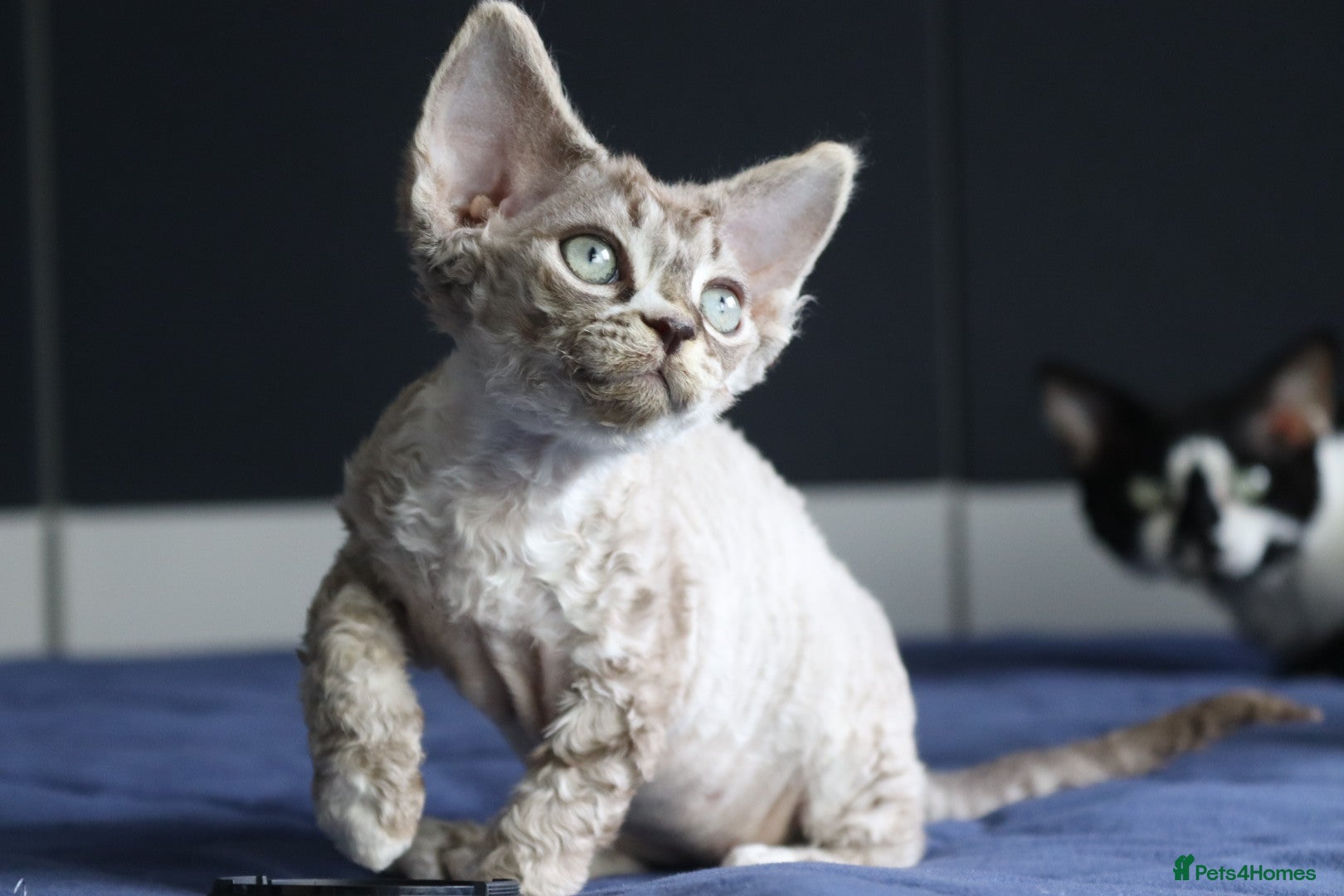 Devon Rex cats 🎉Beautiful, healthy and full pedigree Devon Rex🎉 - Advert 1