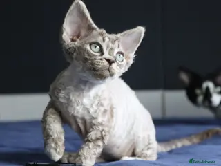Devon Rex cats 🎉Beautiful, healthy and full pedigree Devon Rex🎉 - Advert 1