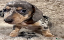 Miniature Dachshund dogs for sale: Miniature dachshund - Image 17