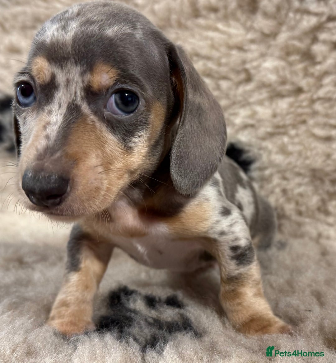 Miniature Dachshund dogs for sale: Miniature dachshund - Image 17