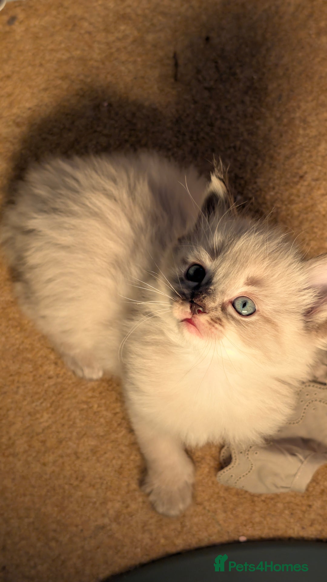 Ragdoll cats for sale: Beautiful Playful Ragdoll Kittens - Advert 18