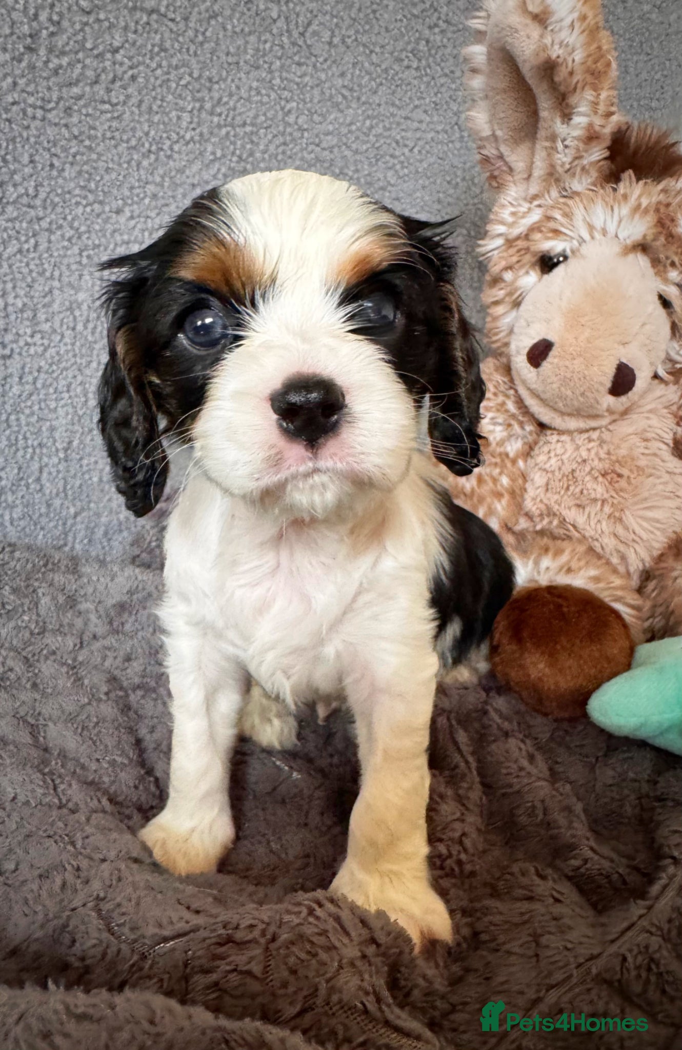 Cavalier King Charles Spaniel dogs Very rare in UK ultra-low COI 0.2% Choc carrier KC - Advert 2