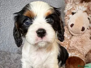 Cavalier King Charles Spaniel dogs Very rare in UK ultra-low COI 0.2% Choc carrier KC - Advert 2