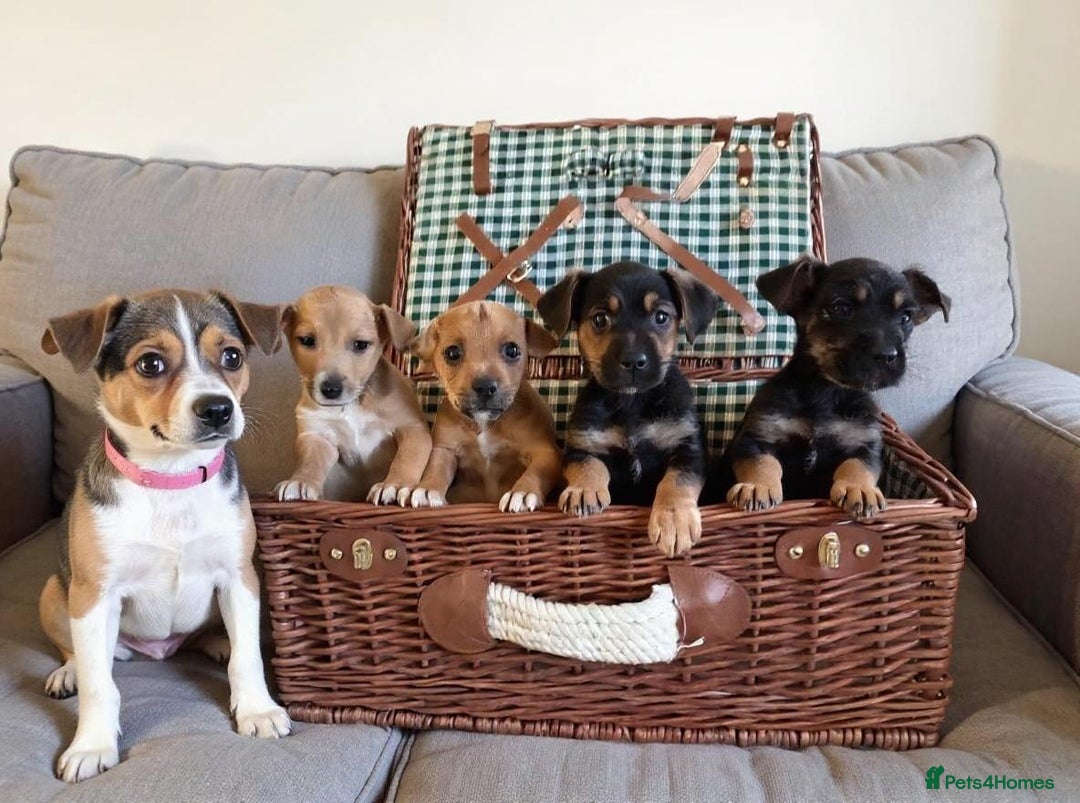 Jack Russell dogs for sale: Jack Russell Puppies Available Now  - Image 16