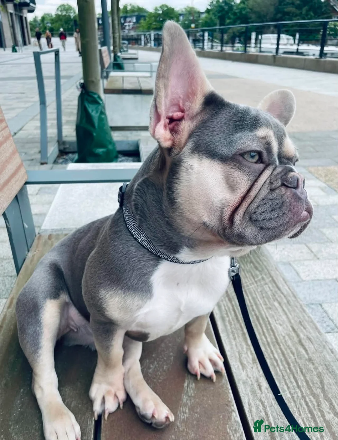 French Bulldog dogs for sale: Beautiful Pedigree French Bulldog girls🥰 - Advert 1