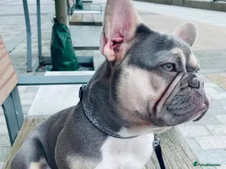 French Bulldog dogs Beautiful Pedigree French Bulldog girls🥰 - Advert 18