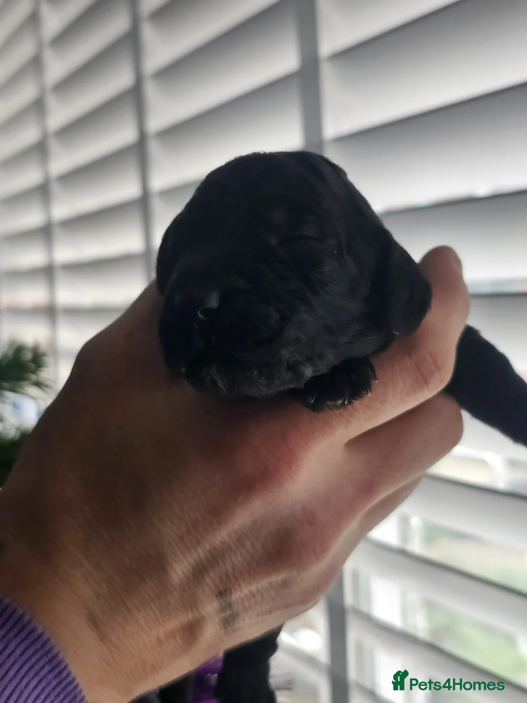 Cockapoo dogs for sale: Adorable cockapoo puppies - Advert 14