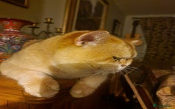 British Shorthair cats for sale: 1 TICA REG BSH GOLDEN COLOURPOINT POINT  - Image 6