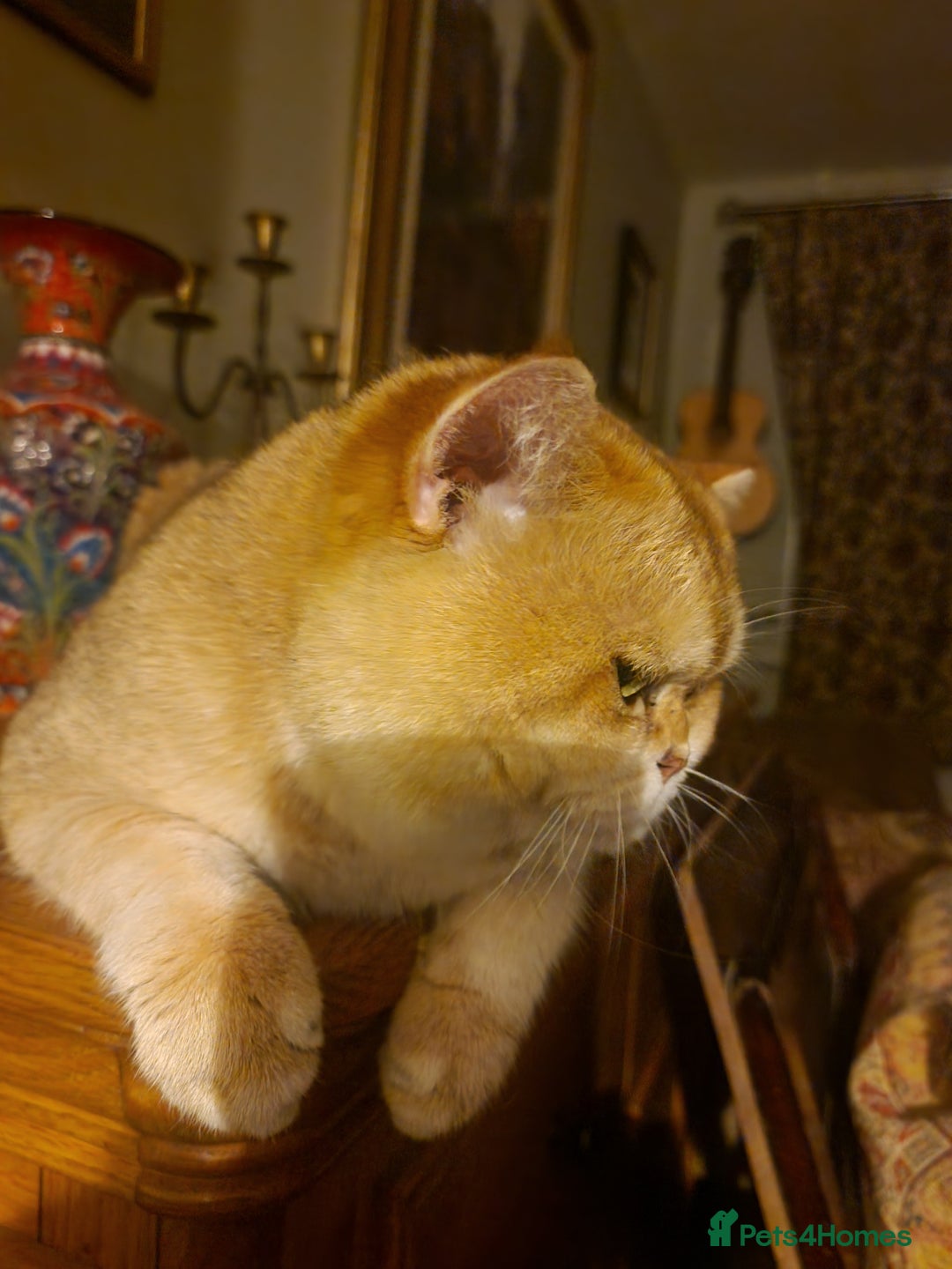 British Shorthair cats for sale: 1 TICA REG BSH GOLDEN COLOURPOINT POINT  - Image 6