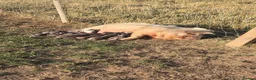 Pig livestock for sale: Kunekune piglets - Advert 3