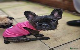 French Bulldog dogs for sale: Wire haired frenchie - Image 3