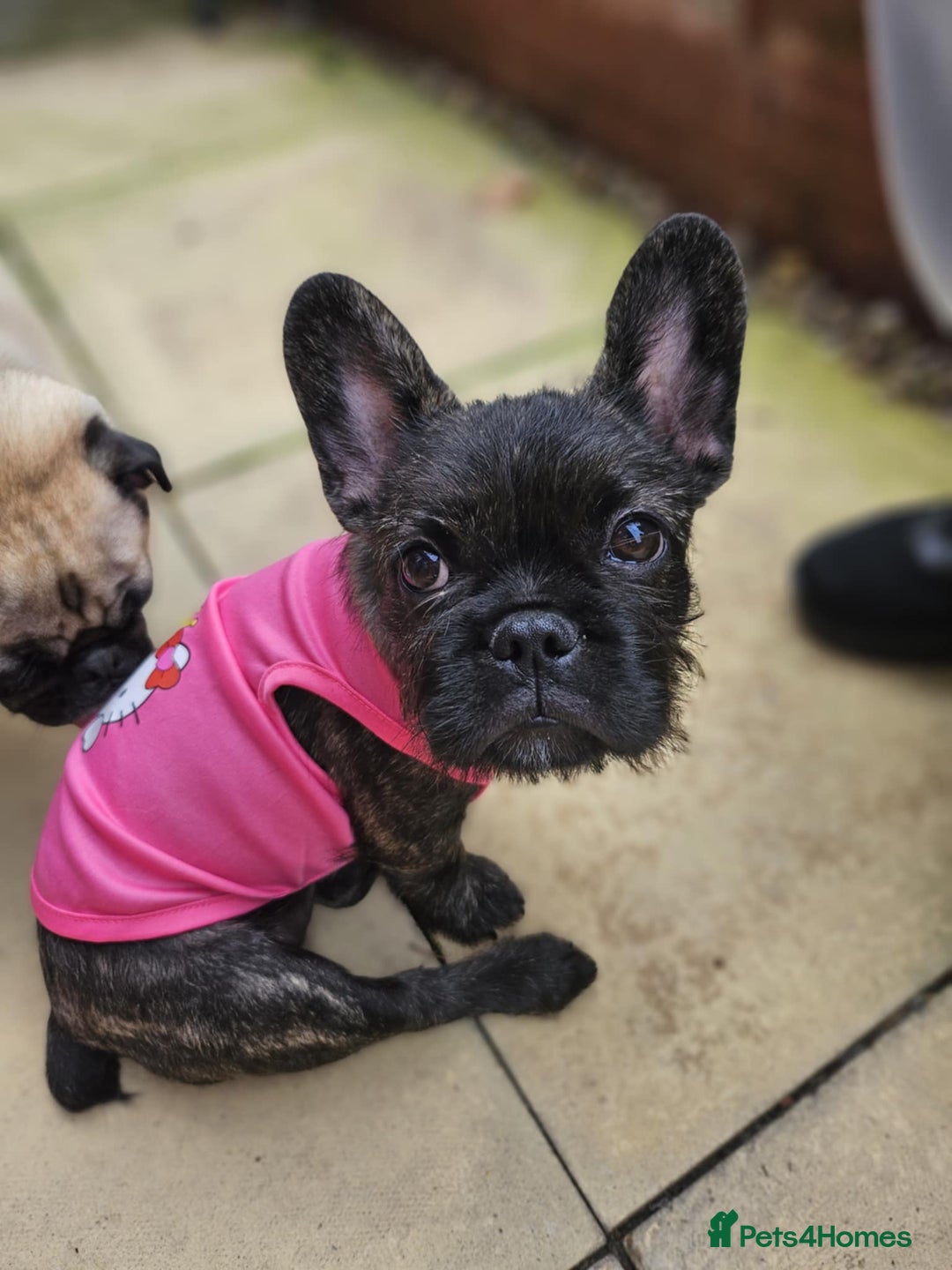 French Bulldog dogs for sale: Wire haired frenchie - Image 3