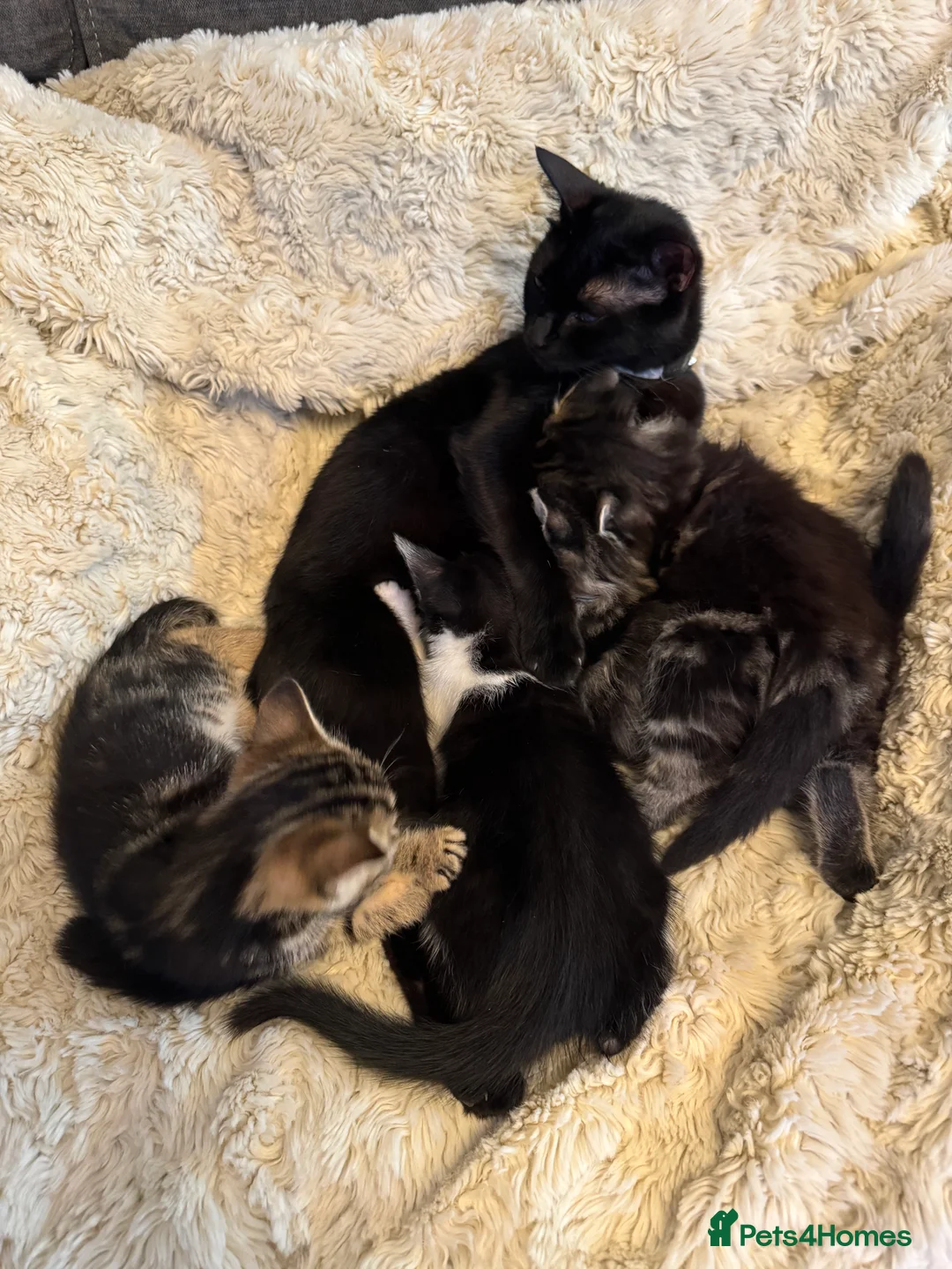 Mixed Breed cats for sale: 4 Beautifully marked mixed bread kittens  in Cardiff - Advert 2