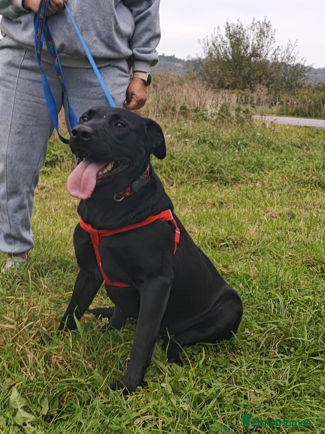 Mixed Breed dogs for adoption: ❤️NICOL❤️- Kind and Joyful 2-3 yo Labrador girl - Advert 17