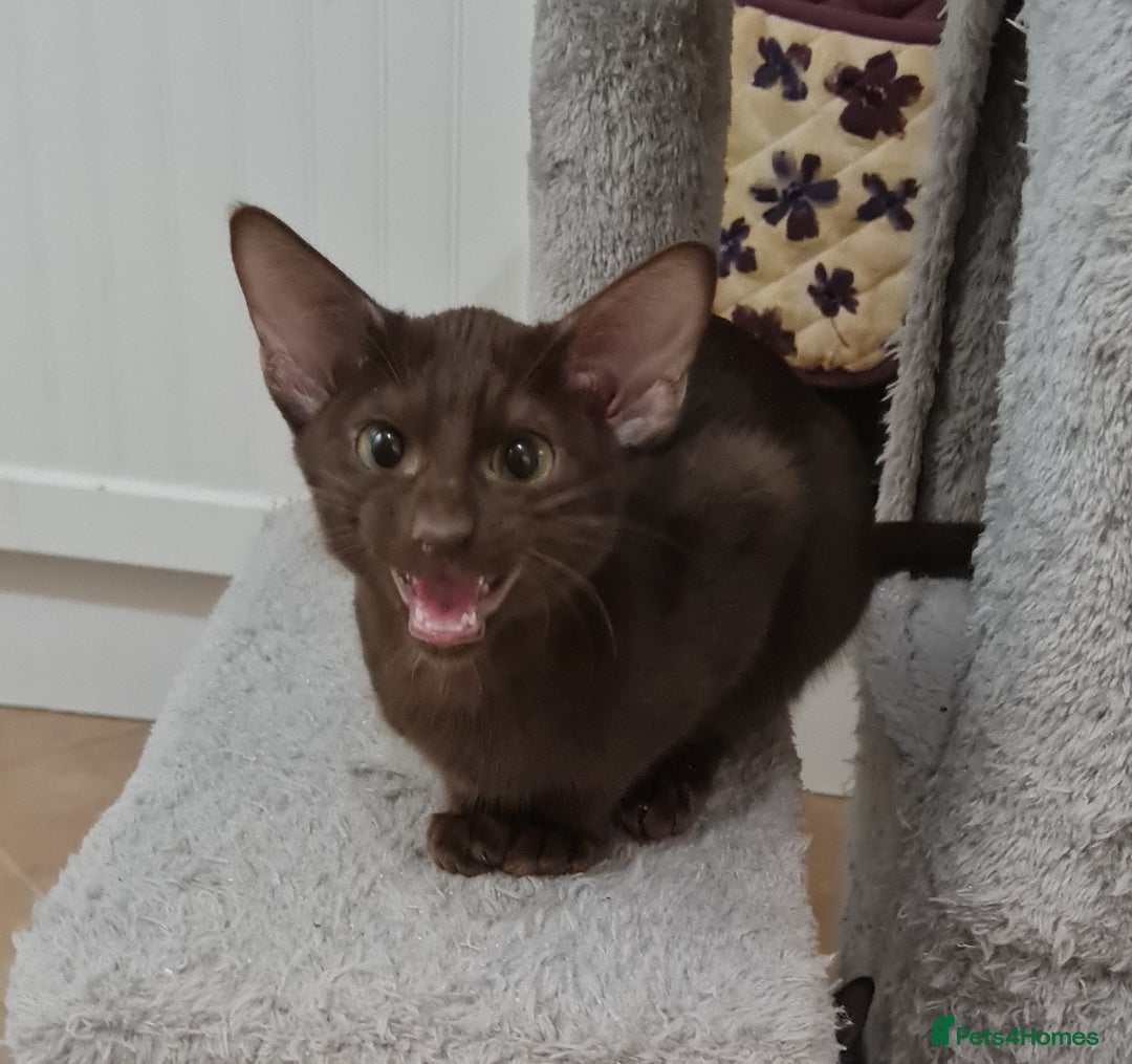 Suffolk cats for sale: Wonderful 5th generation home reared Suffolks - Advert 10