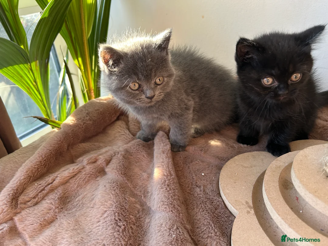British Shorthair cats for sale: 2 female british shorthair kittens ready to go  - Advert 9