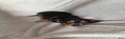 Miniature Dachshund dogs for sale: READY TO LEAVE!!! - Advert 10