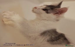Maine Coon cats for sale: x2 Fluffy Boys from Fluffy Dreams MCO - Image 11