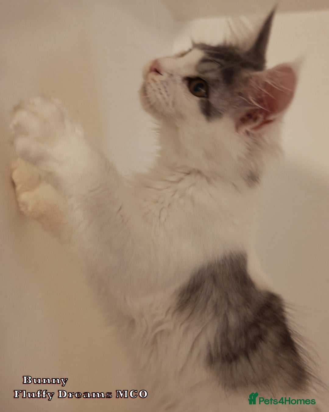 Maine Coon cats for sale: x2 Fluffy Boys from Fluffy Dreams MCO - Image 11