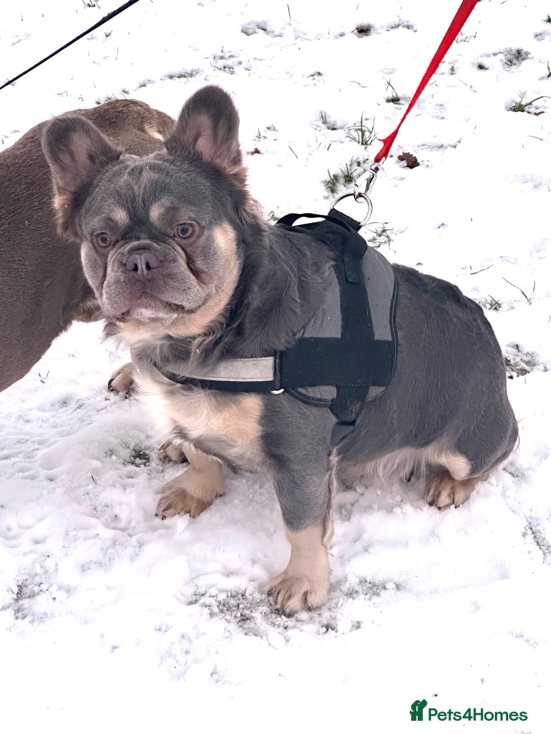 French Bulldog dogs for stud: Gizmo  - Advert 6