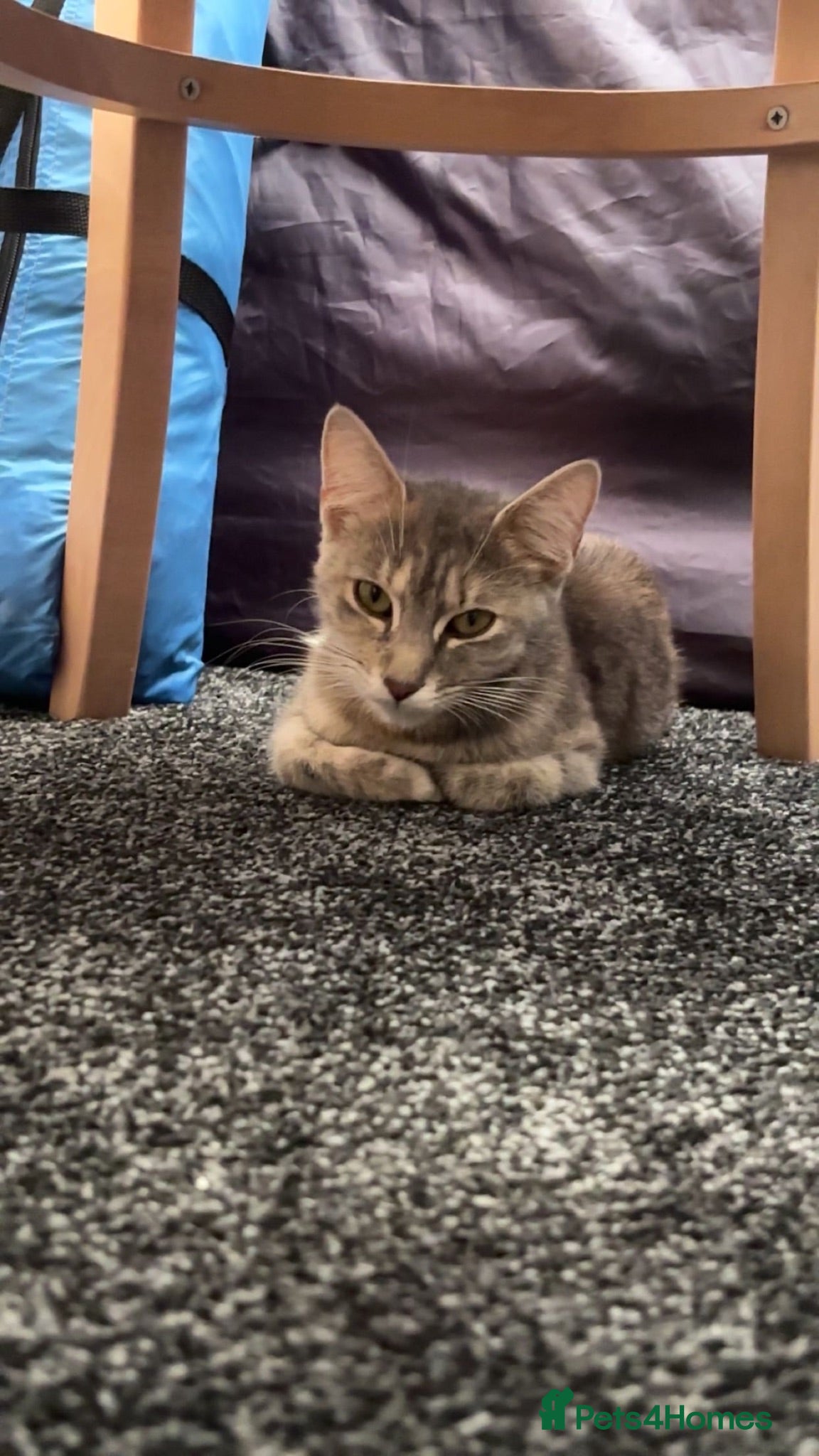 Domestic Shorthair cats Luna  - Advert 1