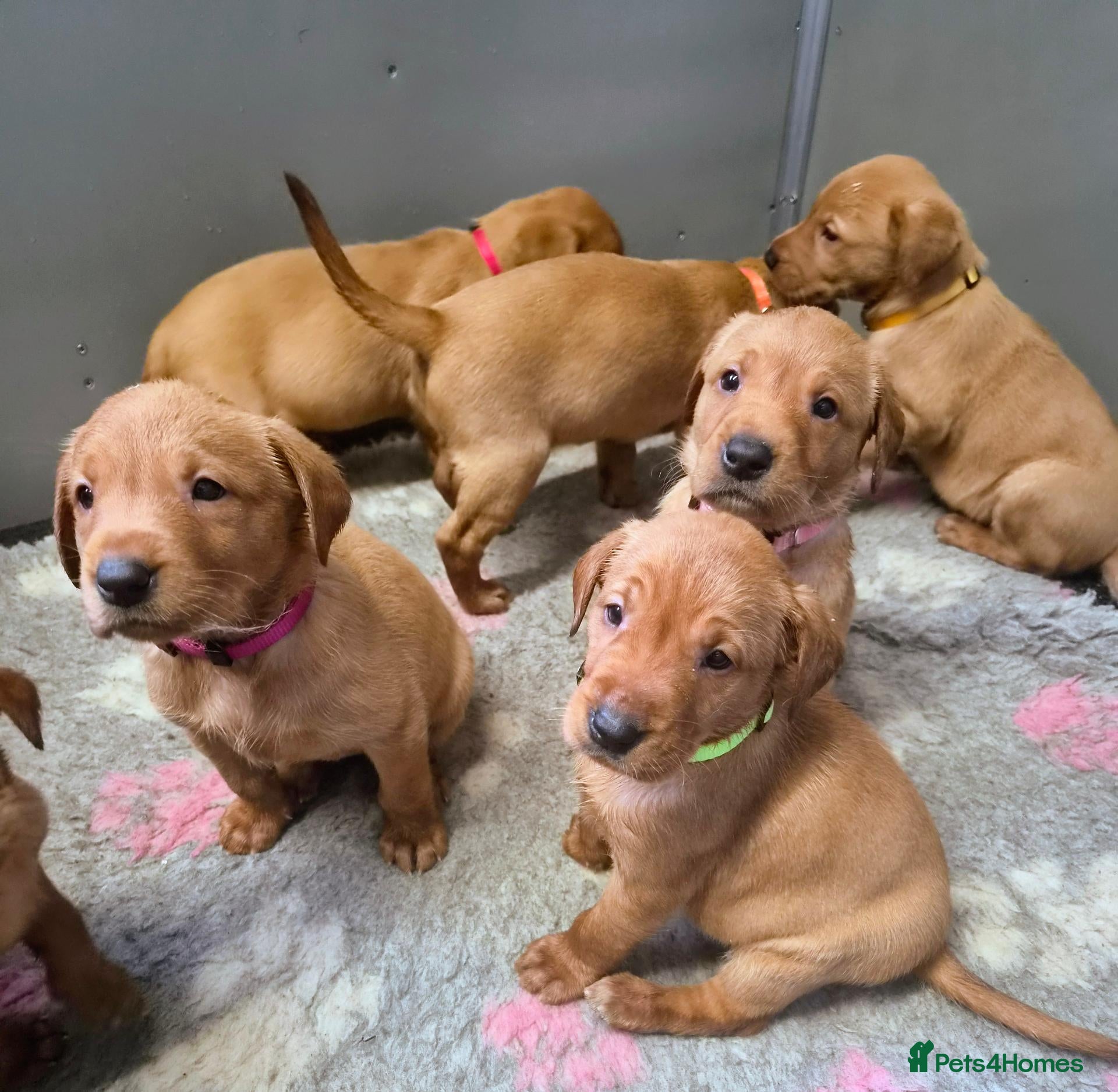 Labrador Retriever dogs Beautiful KC Registered Fox Red Labrador Puppies  - Advert 2
