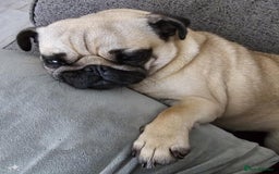 Pug dogs for sale: Betsy Pug - Image 7