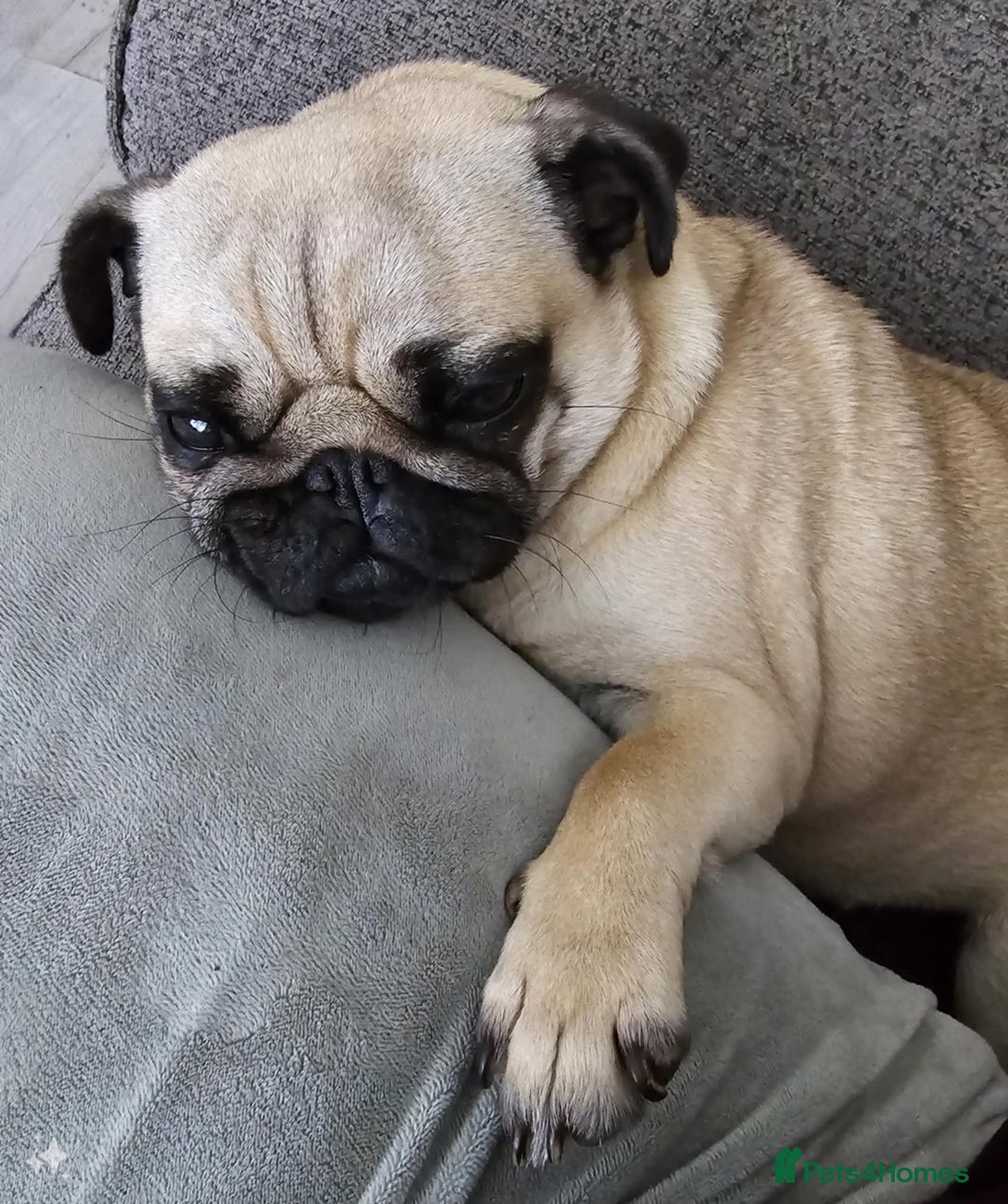Pug dogs for sale: Betsy Pug - Image 7