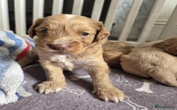 Cockapoo dogs for sale: Beautiful cockapoo puppies  - Image 5