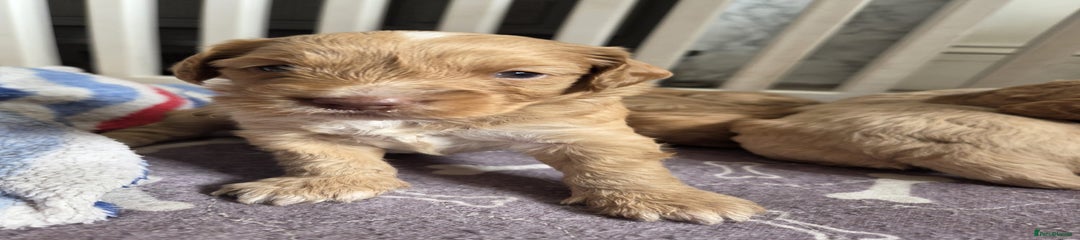 Cockapoo Puppy 3