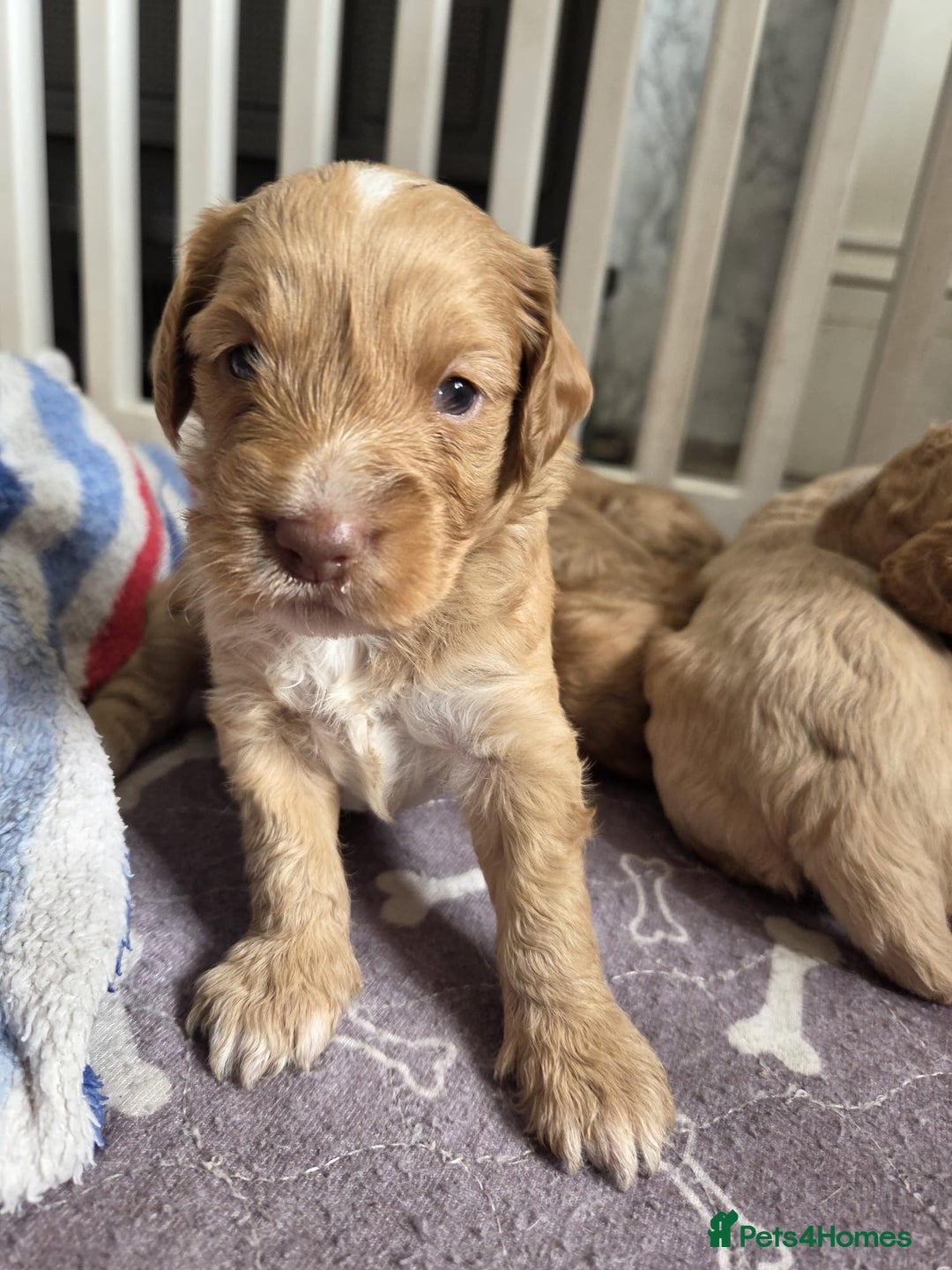 Cockapoo dogs for sale: Beautiful cockapoo puppies  - Image 5
