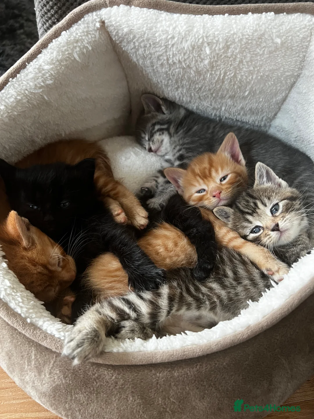 Mixed Breed cats for sale: 5 Gorgeous Bengal x Norwegian Forest x Bombay cats - Advert 11