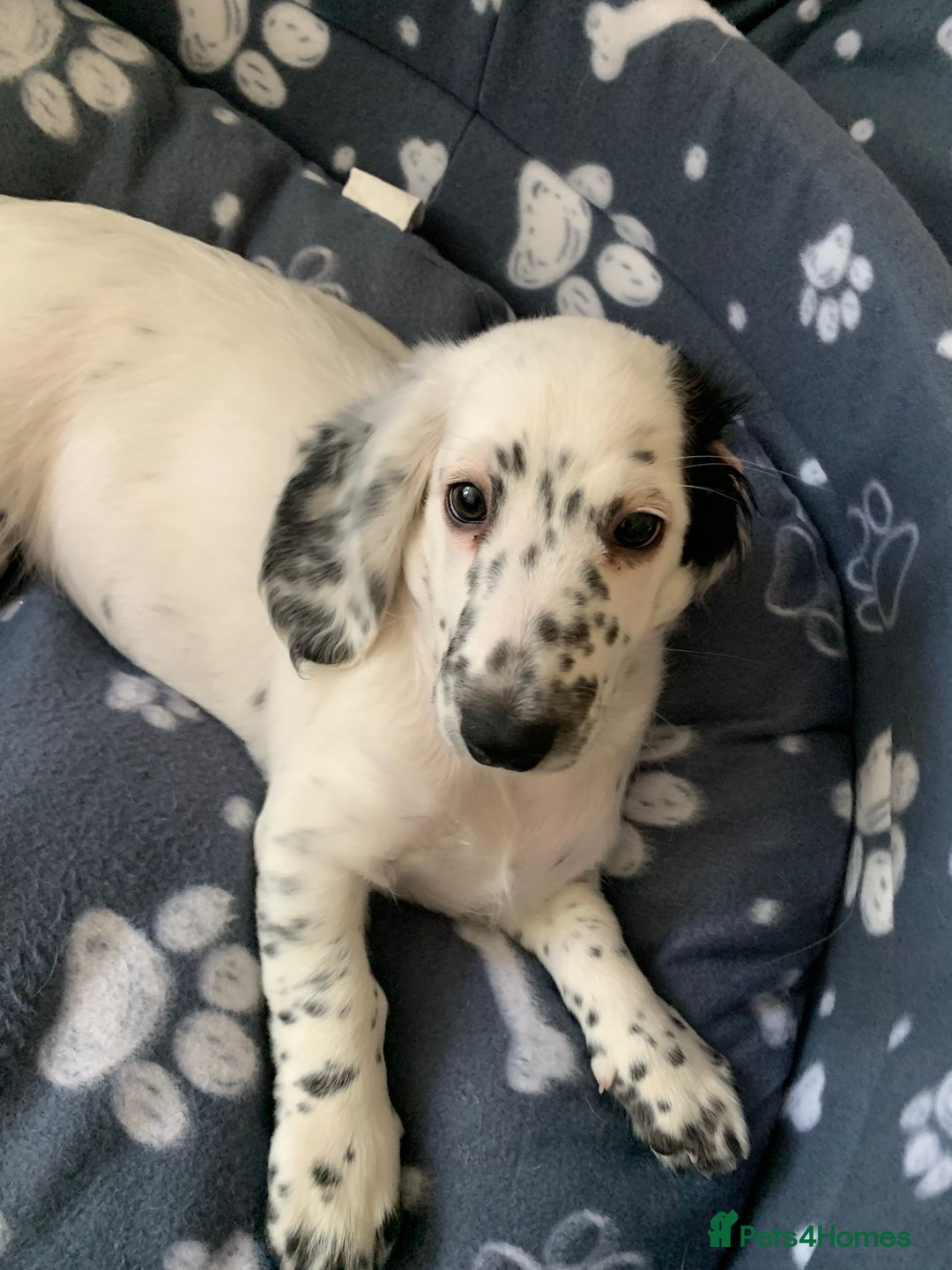 Dachshund dogs for sale: Sale of Stunning Dachshund Puppies starting at  - Image 18