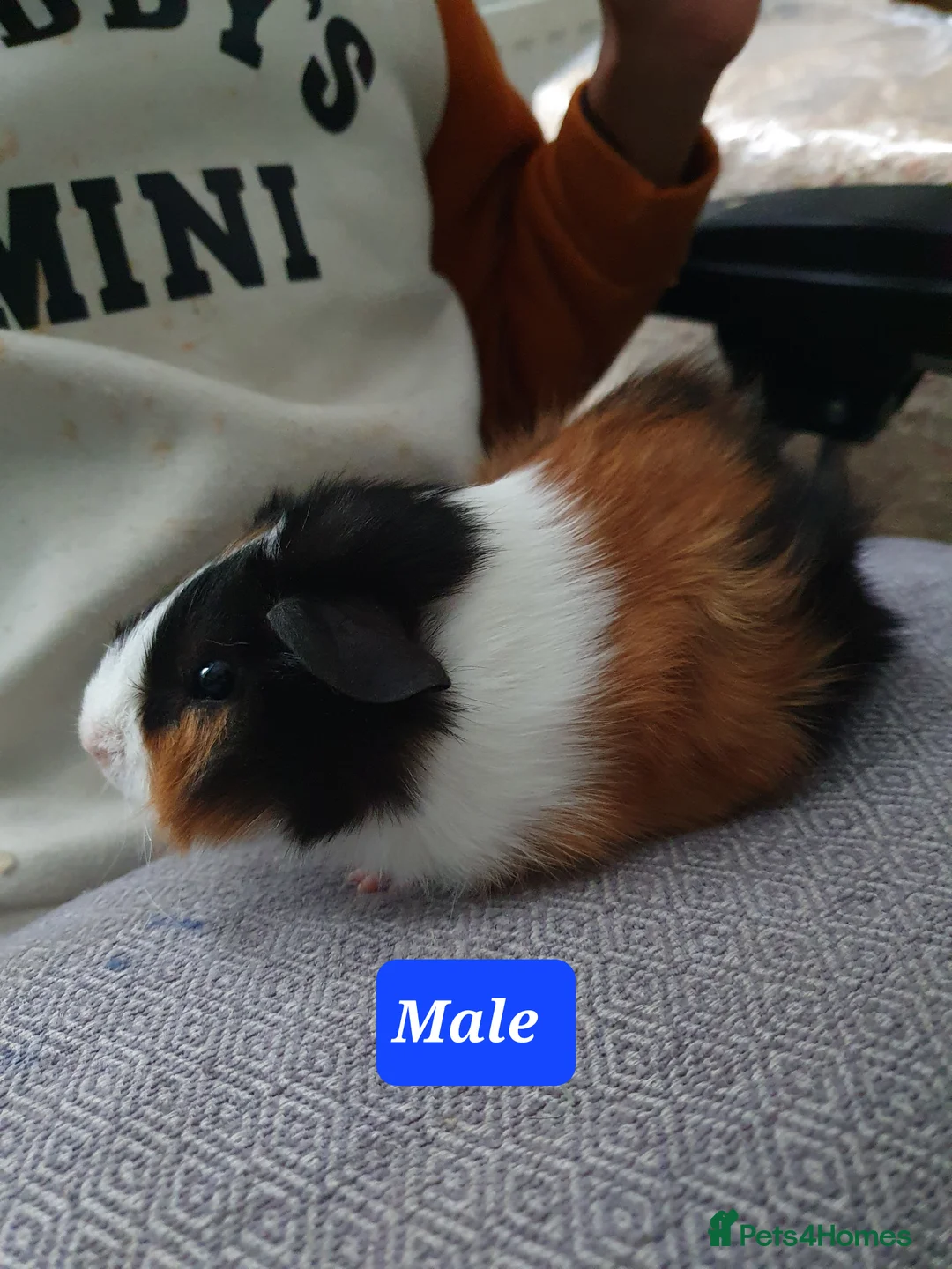 Guinea Pig rodents for sale: Guinea pig boys - Advert 7