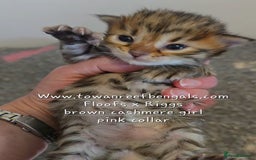 Bengal cats for sale: Rare cashmere tica registered bengals  - Image 5