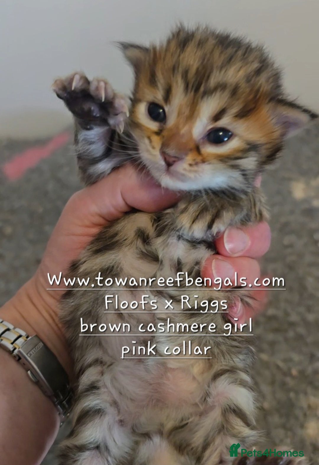 Bengal cats for sale: Rare cashmere tica registered bengals  - Image 5