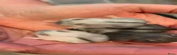Hamster rodents for sale: Pedigree winter whites  - Advert 4