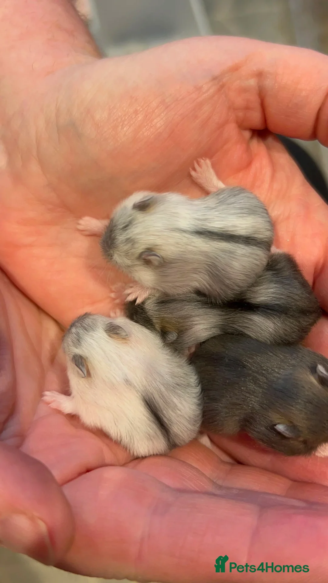 Hamster rodents for sale: Pedigree winter whites  - Advert 4